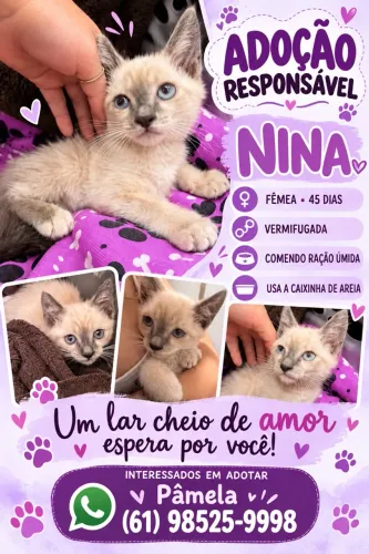 Linda gatinha - Adoção responsável