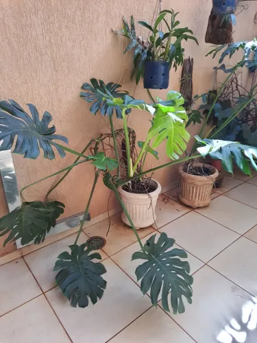 Planta Costela de Adão