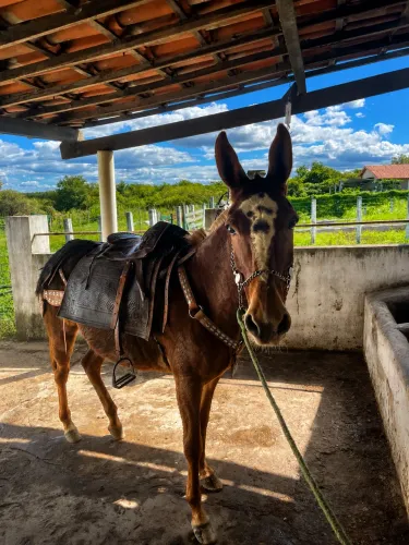 Mula alazã 