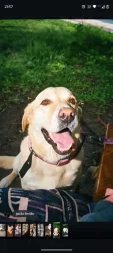 Labrador para doação