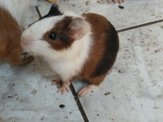 Porquinhos da india