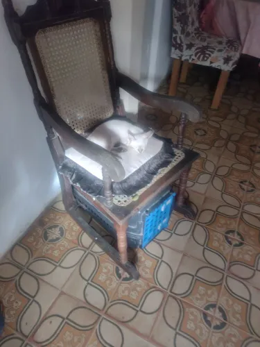 Doações de gatos