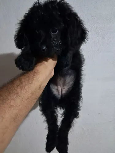 Vende se muito linda.
