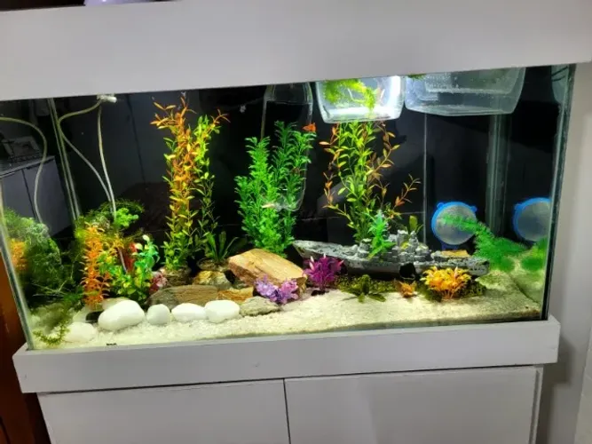 Lindo Aquário Móvel com 2 portas 200 litros. enobrece qualquer sala de visita