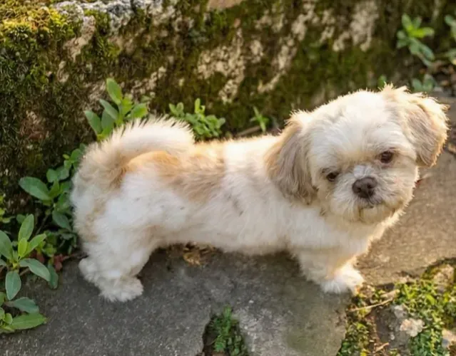 Femea shih tzu