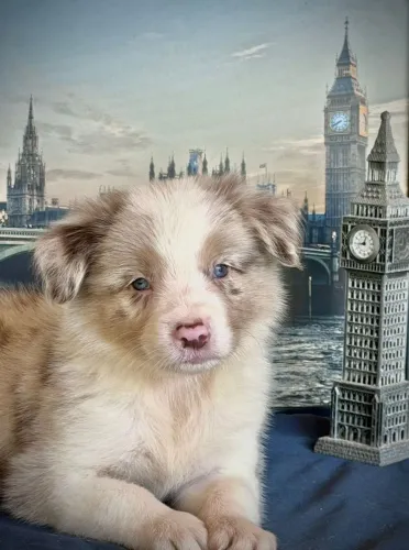 Perfeição de border collie 