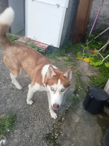 Cachorra husky siberiano
