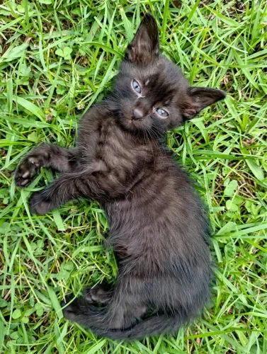 Filhote pretinho macho 2 meses
