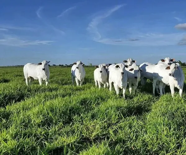 Fazendas Vale do Araguaia - Jussara - Nova Crixas - Mozarlandia - São Miguel do Araguaia