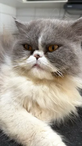 Gato persa