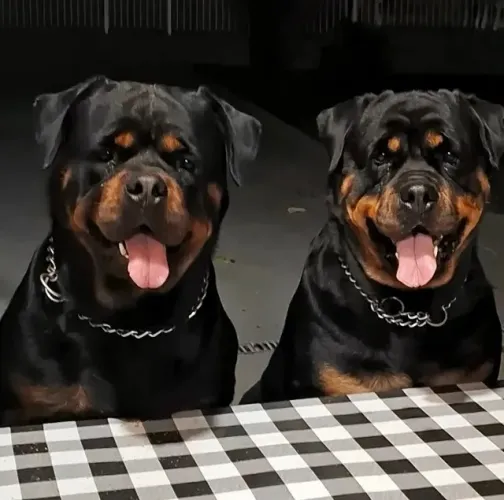 Rottweiler-Fêmea e macho disponível/A pronta entrega 