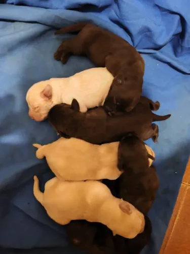 Vendo filhotes de labrador vendendo barato por que não estou tendo condições de cuidar 