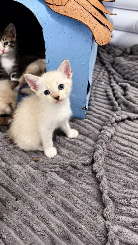 Gatos Adoção