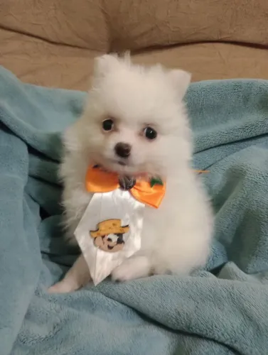 Spitz Alemão, Anão Macho com pedigree e entrega em 10x no Cartão