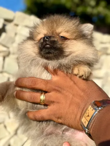 Filhote de Lulu da Pomerania