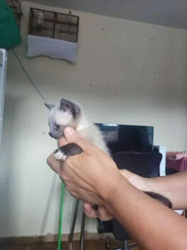 Doa-se lindo filhote de gato fêmea 