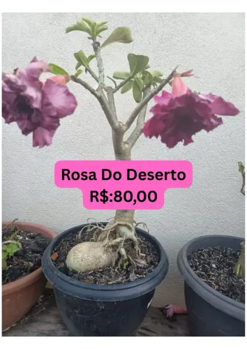 Rosa do Deserto 
