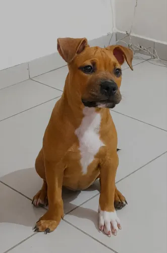 American Bully Pocket