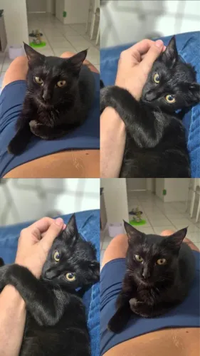 Gatinho - 1 ano para adoção