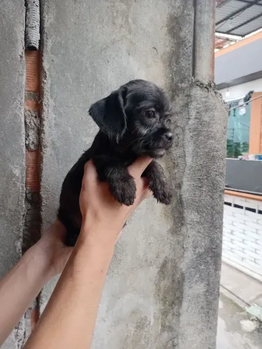 Pug raciado filhote macho.