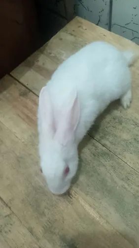 Vendo coelha