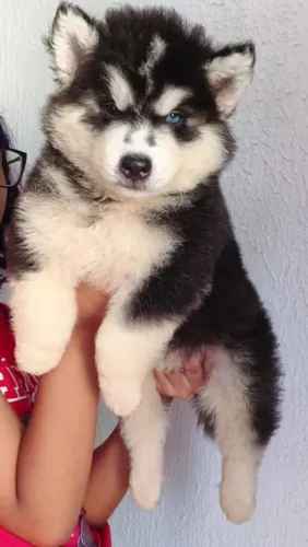 Husky siberiano 