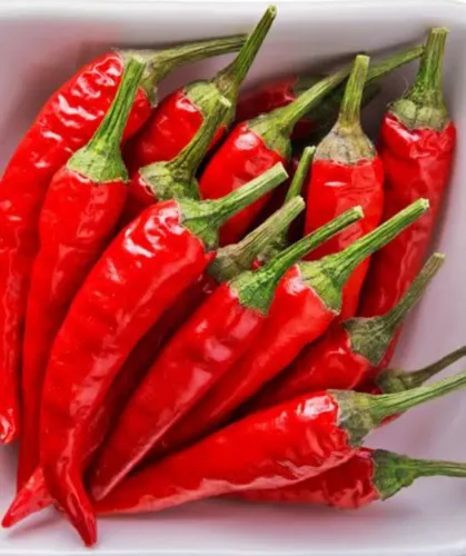 Mudas de pimenta ?