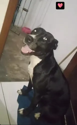 Pitbull feliz, educado e amoroso procura adição responsável.