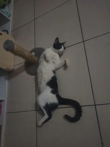 Doa-se gatinho frajola muito amoroso e carinhoso