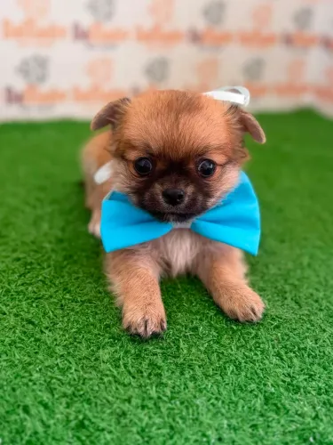 Chihuahua Macho 