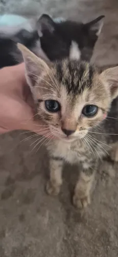 Gatos