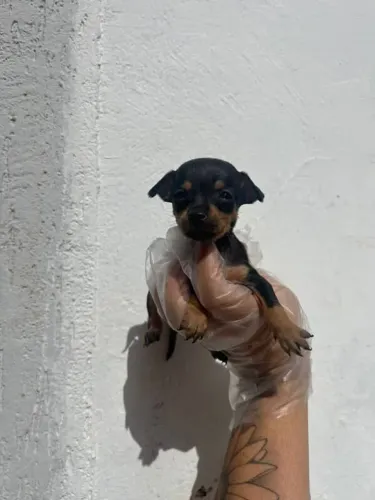 Filhote rottweiler, Os filhotinhos mais encantadores esperam por você!