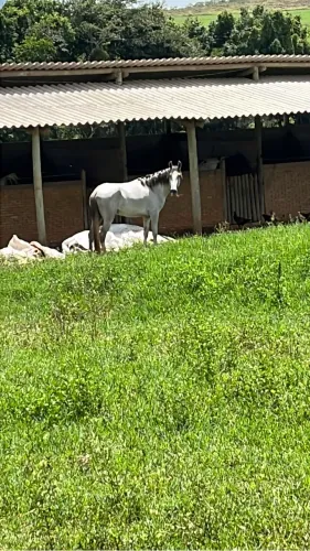 Potro mangalarga