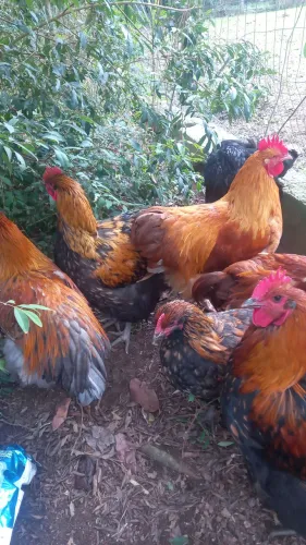 Galos 