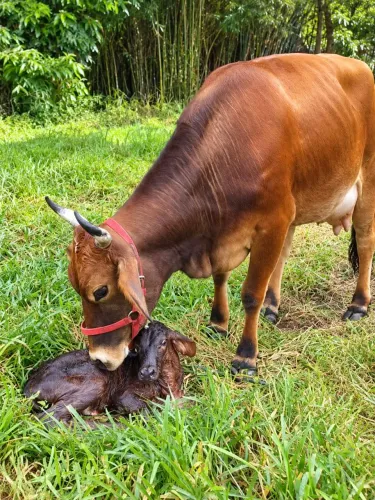 Vaca leiteira com bezerra