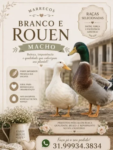 Vendo marrecos