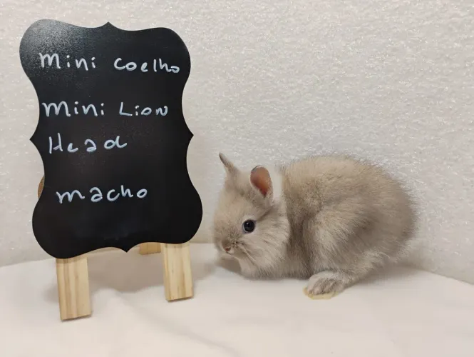 Mini Coelhos Netherland, Lop e Lion Head