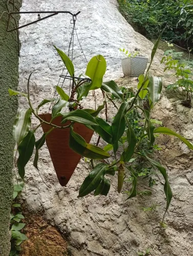 Planta carnívora Nepenthes 
