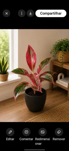 Aglaonema Siam Aurora ?