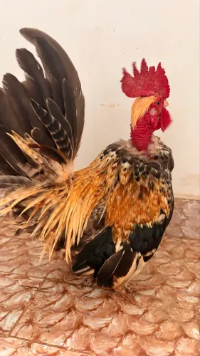 Galo padrão Nagasaki pescoço pelado