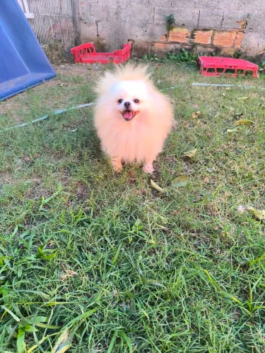 Padriador Spitz 