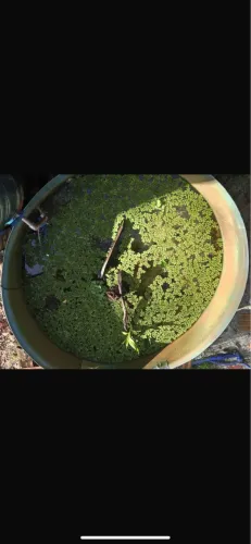 Planta de superfície para aquário e lagos