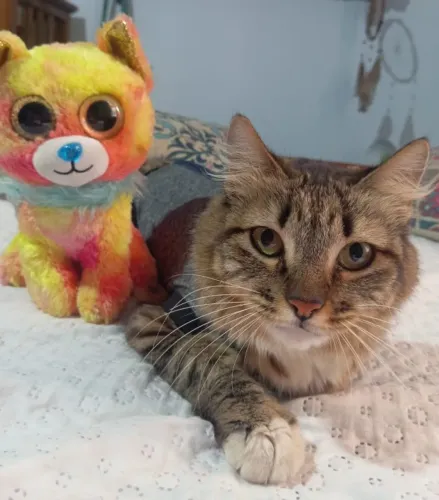 Adoção Responsável Gata Fêmea Castrada