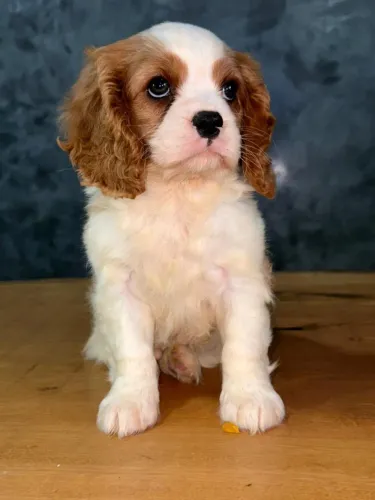 Cavalier King Spaniel 