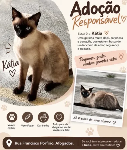 Adoção Responsável | Gata