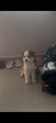 Cachorro