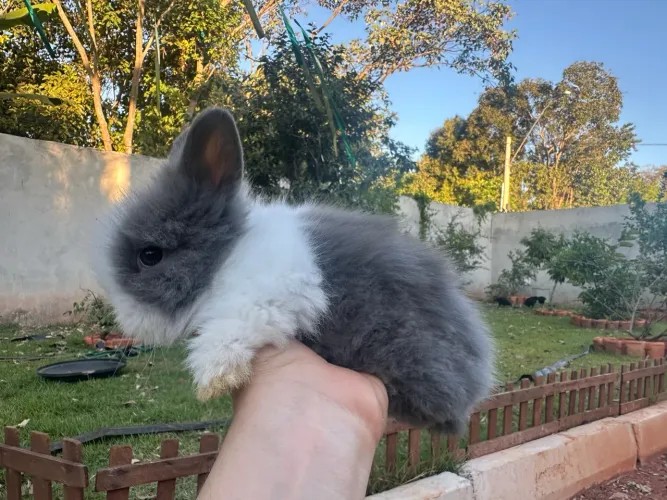 Coelho teddy