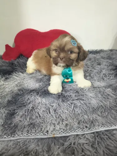 Vd filhotes de Shih Tzu machos cm vacina p entrega