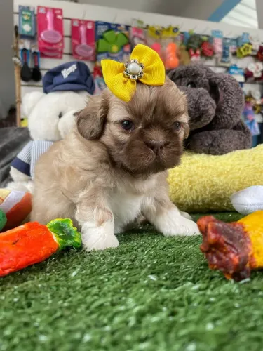 Shihtzu fêmea chocolate linda