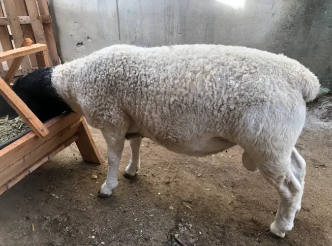 Borrego filho de PO sem registro